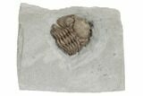 Wide Eldredgeops Trilobite Fossil - Silica Shale, Ohio #191145-1